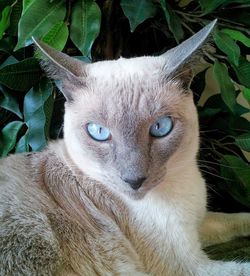 Close-up portrait of kitten