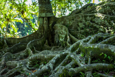Close-up of tree roots