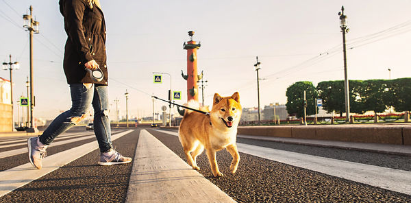Dog on street in city