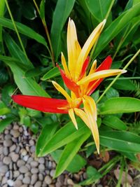 Close-up of red flower blooming outdoors