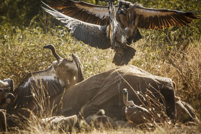 Close-up of birds on field