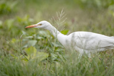 The white egret that lives on farms is looking for some insects to devour
