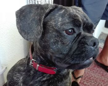 Close-up of black dog looking away