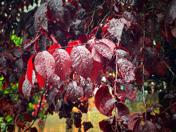 Close-up of wet red berries on tree