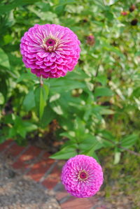 Close-up of pink flower blooming outdoors