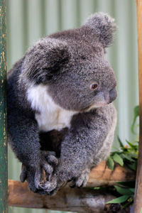 Close-up of koala sitting on tree