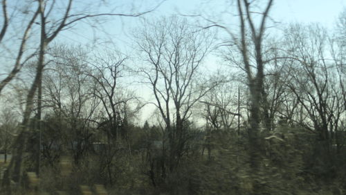 Bare trees on landscape against sky