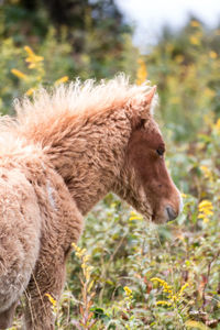 Horse standing on field