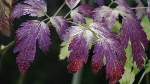 Close-up of purple flowering plants