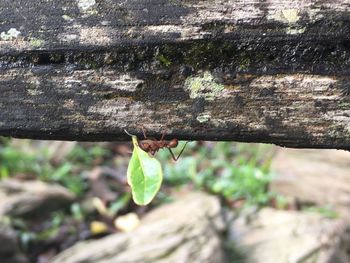 Close-up of spider web on tree