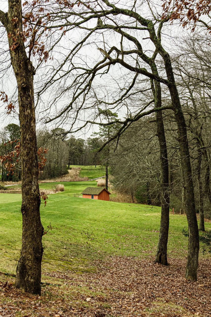 TREES GROWING ON FIELD