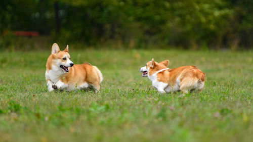 Two happy corgi run one after the other on the green field