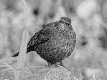 Close-up of bird perching