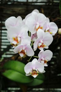 Close-up of flowers blooming outdoors