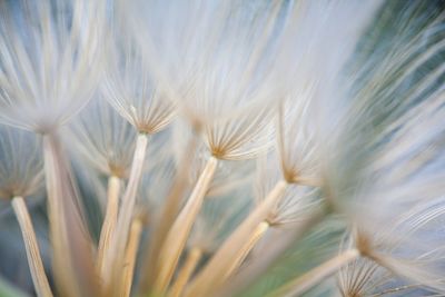 Close-up of wheat growing on field