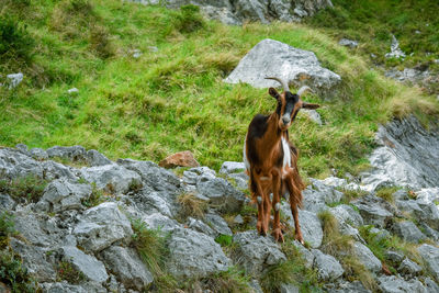 Goat in mountain landscape. cares trekking route, asturias