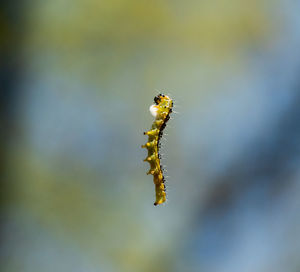 Close-up of insect on flower