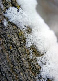 Close-up of snow on rock