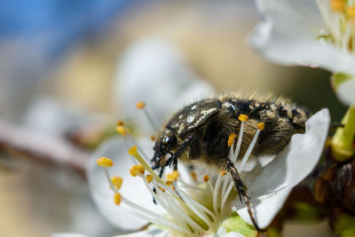 Close-up of bee pollinating on flower