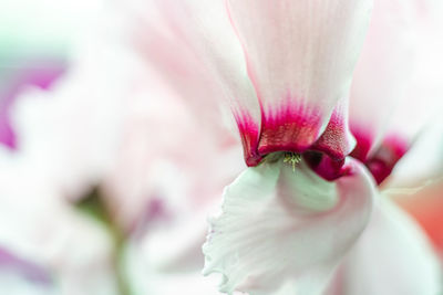 Close-up of pink rose flower