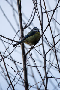 bird