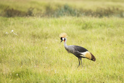 Side view of a bird on field