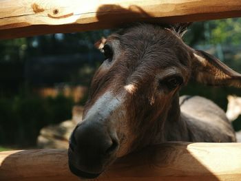 Close-up portrait of a horse