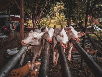 High angle view of cow