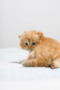 Close-up portrait of cat against white background