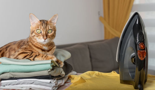 Domestic bengal cat, iron and stack of clean linen on the ironing board in the room.