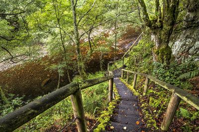 Footbridge in forest