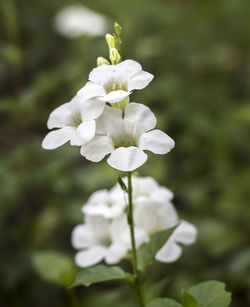 Close-up of white flowers blooming outdoors