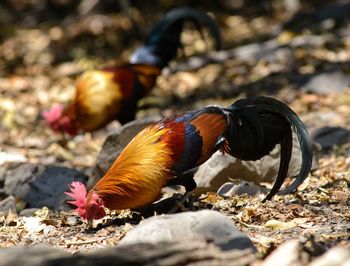 Beautiful in nature in kaeng krachan national park, thailand