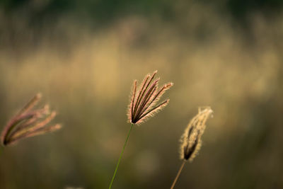 Close-up of dried plant on field