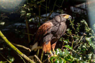 Close-up of bird perching on branch