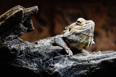 Close-up of lizard on rock