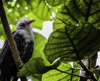 Low angle view of bird perching on plant