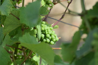 Close-up of fruits growing on plant