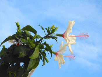 Low angle view of flowers on tree against sky