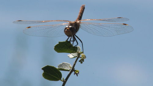 Close-up of insect on plant