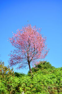 Low angle view of flowering plant against clear blue sky