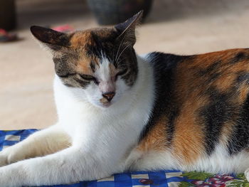 Close-up of a cat looking away