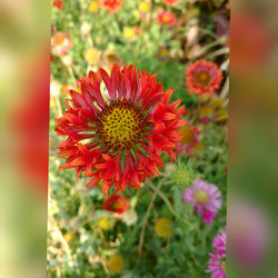 Close-up of red flowers blooming outdoors