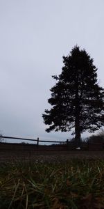 Trees growing on field against clear sky