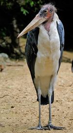 Close-up of a bird