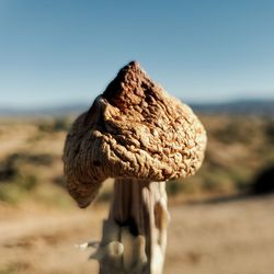 Close-up of bread on land against sky