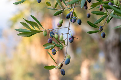 Close-up of berries growing on tree