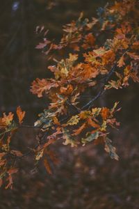 Close-up of autumn leaves on tree