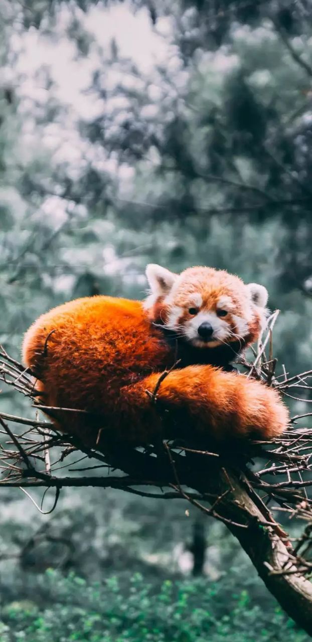 red panda, animal, animal themes, animal wildlife, wildlife, mammal, nature, one animal, no people, tree, focus on foreground, day, panda - animal, outdoors, plant, branch, flower