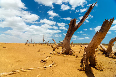 Dead trees in dry desert against cloudy sky during sunny day